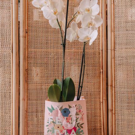 Orquídea con bolsa Feliz día Mamá